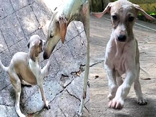 செயற்கை கருவூட்டல் மூலம் குட்டி ஈன்ற முதோல் வேட்டை நாய் - சாத்தியமானது எப்படி?
