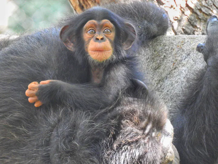 Chimpanzee 'Adithya' Born At Vandalur Zoo Turns One