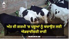 Punjab Heatwave: ਅੱਤ ਦੀ ਗਰਮੀ 'ਚ ਪਸ਼ੂਆਂ ਨੂੰ ਬਚਾਉਣ ਲਈ ਜਾਰੀ ਹੋਈ ਇਹ ਐਡਵਾਈਜ਼ਰੀ