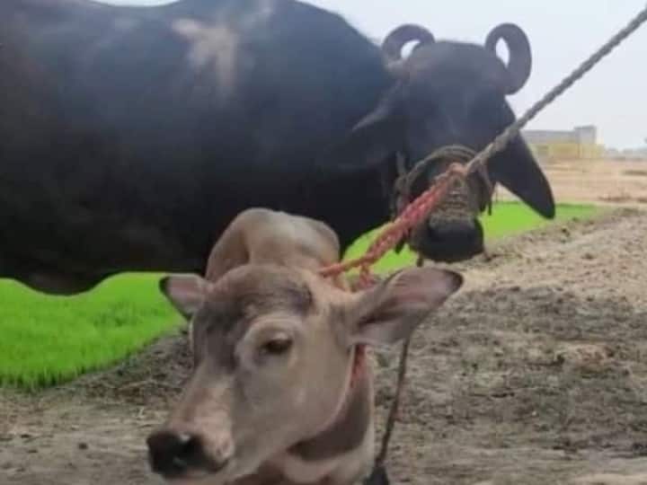 Punjab Agricultural University issues alert to save cattle from scorching heat Punjab Heatwave: भीषण गर्मी के बीच मवेशियों को बचाने के लिए जारी हुई ये एडवाइजरी