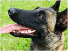 Rajasthan की सीमा पर भी होगी एंटी ड्रोन डॉग स्क्वॉड की तैनाती, जानिए क्या है BSF का प्लान?