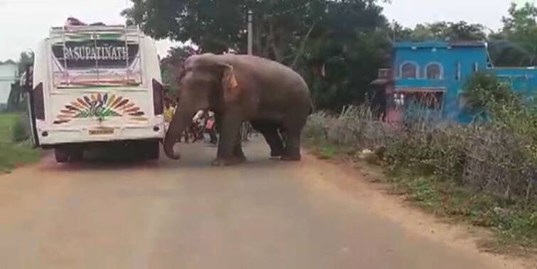 Jhargram : More than hundred elephants roaming freely in locality, panic in Jhargram Jhargram : দিনে রেসিডেন্সিয়াল, রাতে দলমা ! শতাধিক হাতি দাপিয়ে বেড়াচ্ছে ঝাড়গ্রামজুড়ে; আতঙ্কে এলাকাবাসী