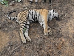 Tiger P-111 Died: पन्‍ना के जंगल में राज करने वाले बाघ की मौत, 18 महीने की उम्र में ही शिकार करने में हो गया था माहिर