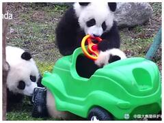 Watch: ये पांडा है मजेदार, खिलौने से करता है टाइमपास, वीडियो देखें