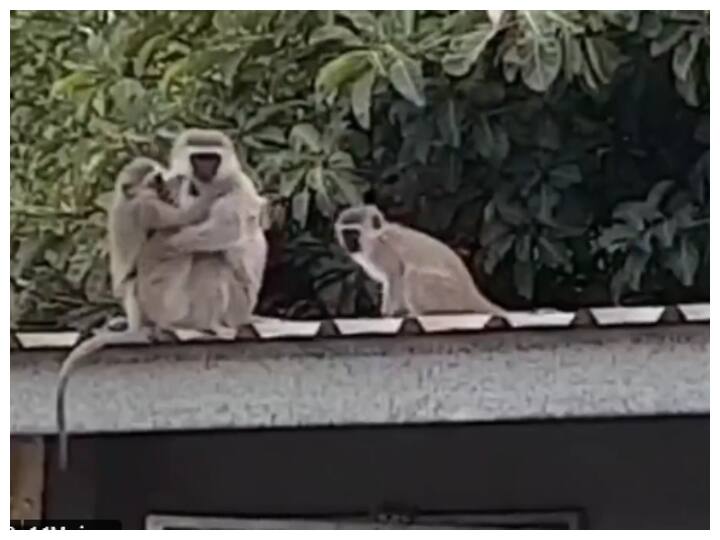 video showing reunion of the separated langur with his family goes viral Watch : इमोशनल कर देगा बिछड़े लंगूर का अपने परिवार से मिलन का ये वीडियो