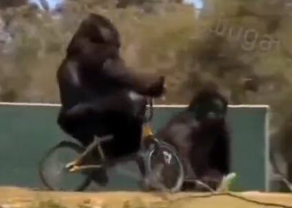 trending video of gorilla riding bicycle and throwing it goes viral on social media marathi news Viral Video : चक्क गोरिला चालवतोय सायकल... तुम्ही व्हिडीओ पाहिला का?