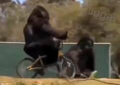 Viral Video : चक्क गोरिला चालवतोय सायकल... तुम्ही व्हिडीओ पाहिला का?