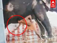 Srivilliputhur Elephant : தாக்கும் பாகன்.. வலி தாங்க முடியாமல் பிளிரும் யானை..பதறவைக்கும் காட்சி!