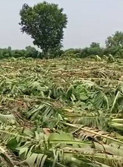 Photo: जळगाव जिल्ह्यातल्या वादळी पावसानं केळीसह टरबजू पिकांचं मोठं नुकसान