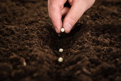 When should farmers Sowing : शेतकऱ्यांनी पेरणी कधी करावी?  पाहा काय म्हणतायेत कृषी तज्ज्ञ 