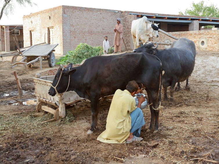 Agriculture News: Know about smart dairy farming and benefits of it Smart Dairy: વહેશે દૂધની નદીઓ, જલદી અપનાવો Smart Dairy Farming નો નુસખો