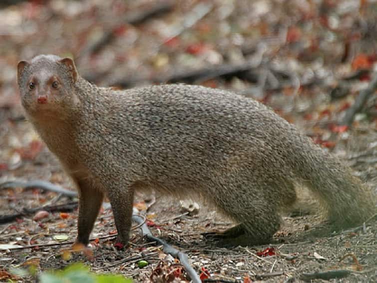 Mongoose keeping in home is illegal forest department will be taken action as per law दिवस चांगला जाण्यासाठी घरात मुंगूस पाळले;  वनविभागाने दिला कारवाईचा दणका