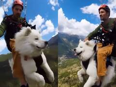 Watch: शख्स ने अपने कुत्ते के साथ की Paragliding, वीडियो देख चौंक जाएंगे आप