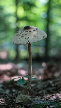 Mushrooms Benefits : मशरूम खाण्याचे आश्चर्यकारक फायदे; बरे होतात 'हे' आजार