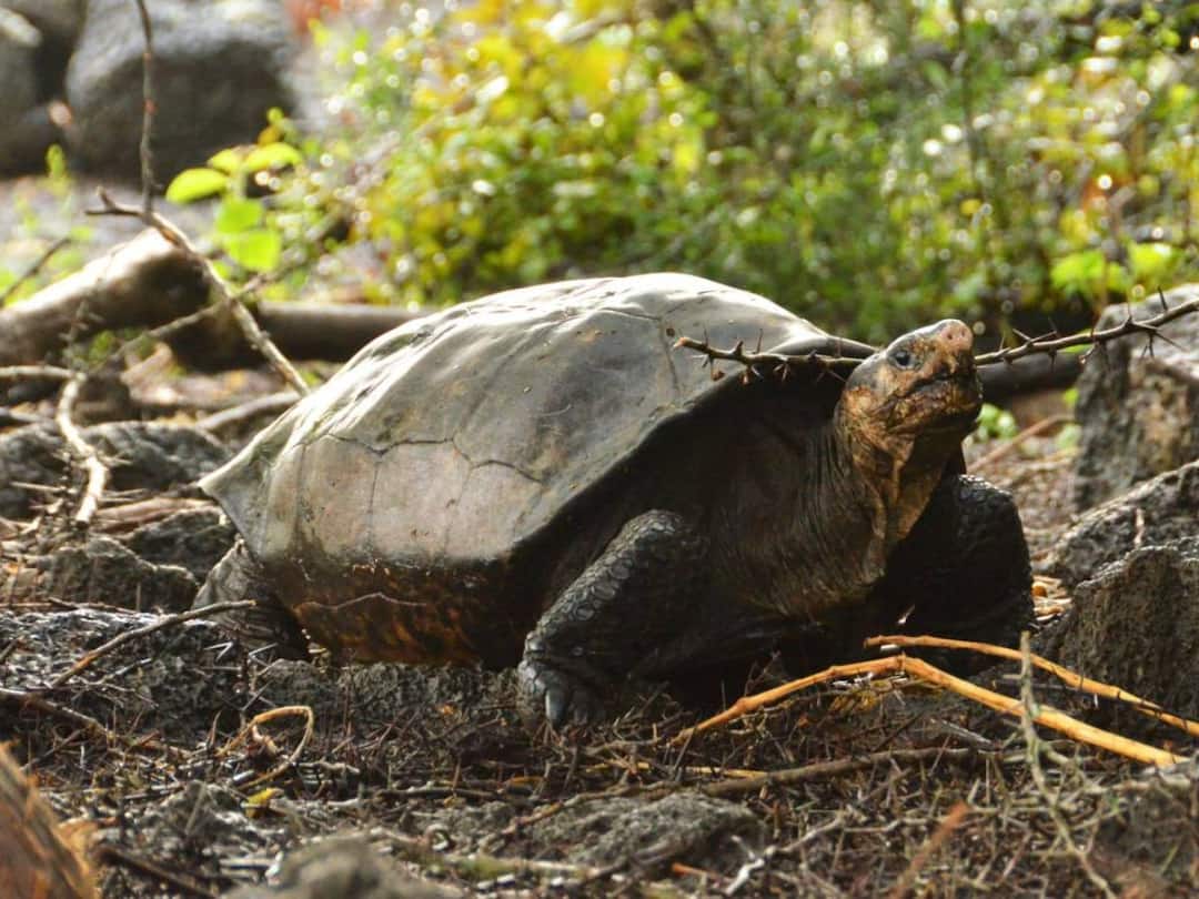 Meet Fernanda: Believed Extinct For More Than A Century, Giant Tortoise Rediscovered In Galapagos Fernanda Believed Extinct For More Than A Century Giant Tortoise Rediscovered In Galapagos Meet Fernanda: Believed Extinct For More Than A Century, Giant Tortoise Rediscovered In Galapagos