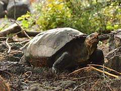 Meet Fernanda: Believed Extinct For More Than A Century, Giant Tortoise Rediscovered In Galapagos