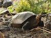 Meet Fernanda: Believed Extinct For More Than A Century, Giant Tortoise Rediscovered In Galapagos