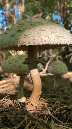 Mushrooms Benefits : मशरूम खाण्याचे आश्चर्यकारक फायदे; बरे होतात 'हे' आजार