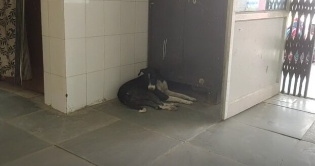 Shravasti News: CHC बना आवारा कुत्तों का 'घर', डर की वजह से खाना तक नहीं खा पा रहे लोग
