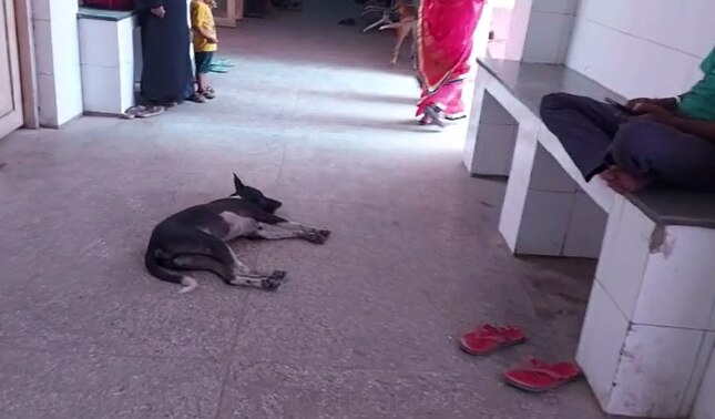 Shravasti News: CHC बना आवारा कुत्तों का 'घर', डर की वजह से खाना तक नहीं खा पा रहे लोग