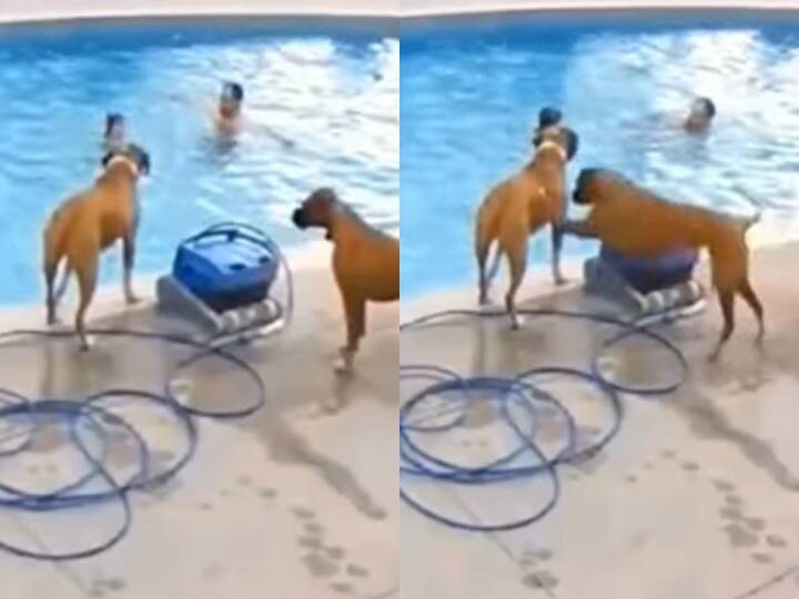 Watch: Swimming Pool के पास खड़े थे दो कुत्ते, अचानक हुआ कुछ ऐसा Funny Video: dog pushed another dog into swimming pool video viral Watch: Swimming Pool के पास खड़े थे दो कुत्ते, अचानक हुआ कुछ ऐसा