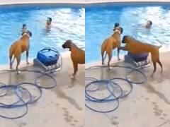 Watch: Swimming Pool के पास खड़े थे दो कुत्ते, अचानक हुआ कुछ ऐसा