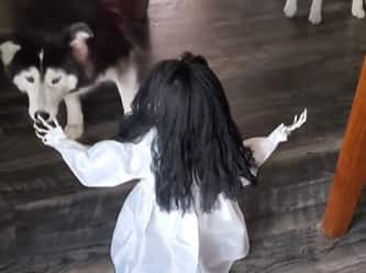 when dog jumped on seeing scary doll you will not stop laughing after watching video marathi news Trending Video : बाहुली बघितली आणि कुत्रे दचकले, गमतीदार व्हिडीओ होतोय व्हायरल