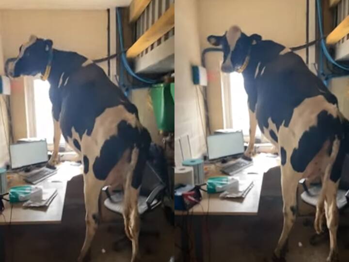 Dairy cow reached office after wandering in the field video viral Watch: खेत में भटकने के बाद ऑफिस पहुंची डेयरी गाय, देखिए ये मजेदार वीडियो
