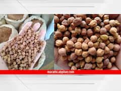 Amravati : नाफेड खरेदी बंदमुळे हरभरा उत्पादक शेतकरी अडचणीत