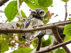 Aurangabad: पावसाचे संकेत! सोयगावच्या जंगलात आढळला दुर्मिळ 'पिंगळा'