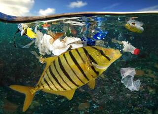 Why haven’t plastic-eating bacteria fixed the ocean plastic pollution problem? பிளாஸ்டிக் உண்ணும் பாக்டீரியாக்கள் மூலம் தீர்வு சாத்தியமா? ஆராய்ச்சியாளர்கள் முன்வைக்கும் விளக்கம் இதுதான்.