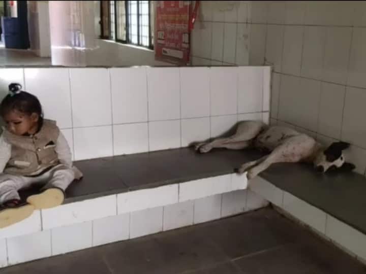 Shravasti Uttar Pradesh Patients and families facing problems due to stray dogs in CHC hospitals ANN Shravasti News: CHC बना आवारा कुत्तों का 'घर', डर की वजह से खाना तक नहीं खा पा रहे लोग