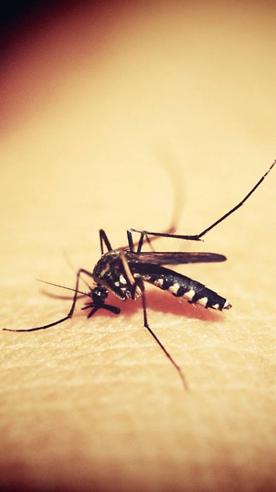 मुंबईकरांनो सावधान! वाढतायत मलेरियाचे रूग्ण