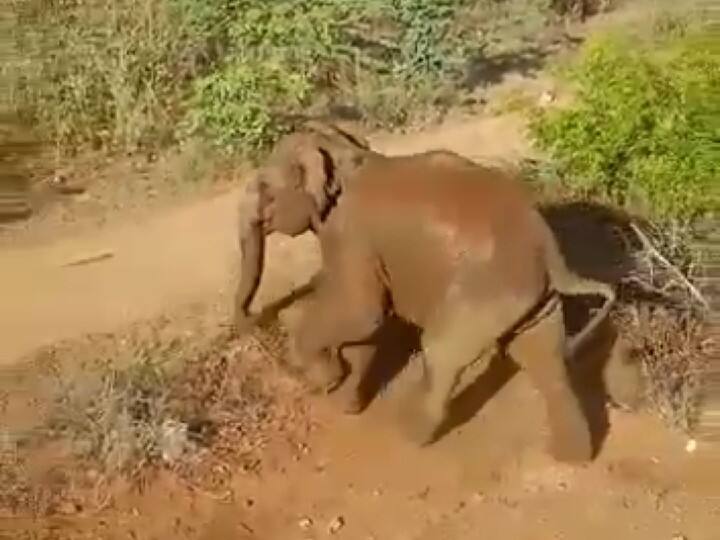 ஆக்ரோஷமாக சுற்றித் திரியும் காட்டு யானை.. தாக்குதலில் வேட்டைத்தடுப்பு காவலர் படுகாயம்.. கோவையில் பரபரப்பு..