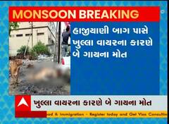 જૂનાગઢ: મનપાની બેદરકારીએ લીધા ગાયોના જીવ