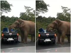Watch: सड़क के बीचों-बीच भारी भरकम हाथी ने लगाया जाम, जमकर की खाने के सामान की लूट