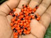 Rosary pea: ఈ గింజలను ఏమంటారో తెలుసా? వీటి వల్ల చాలా ఉపయోగాలున్నాయి