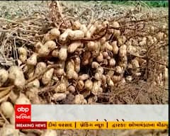 પાલનપુરના ગામડામાં ખેડૂતોને મગફળીના પાકને નુકસાન