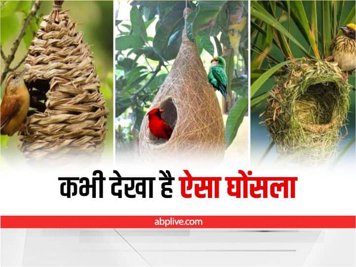 trending video showing beautiful nests of birds made by birds goes viral on social media Watch: ताजमहल भी फेल है इनकी कलाकृति के आगे, कभी नहीं देखा होगा ऐसा घोंसला