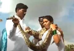 Viral News : अरेच्चा! सापांची वरमाला घालत बांधली लग्नगाठ, विचित्र लग्नाचा हा व्हिडीओ एकदा पाहाच