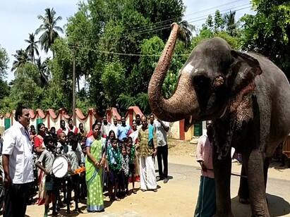 Mayiladuthurai temple elephant to welcome school students! மலர் தூவி மாணவர்களை வரவேற்ற யானைஜாலியாக வகுப்பிற்கு சென்ற குழந்தைகள் - வைரல் போட்டோஸ்