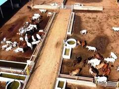 Kamdhenu Dairy Yojana: राजस्थान सरकार की कामधेनु डायरी योजना देगी नागरिकों को रोजगार, जानिए आवेदन की प्रकिया और विशेषताएं