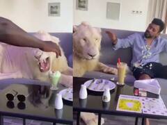 Shocking Video: शेर के साथ मस्ती करता दिखा शख्स, जंगल के राजा को आया गुस्सा, फिर जो हुआ...