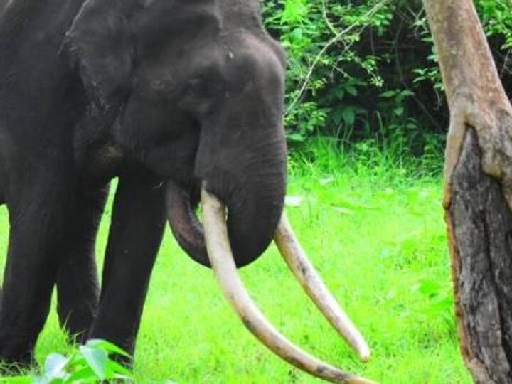 Elephant Death: ஆசியாவின் நீண்ட தந்தங்களைக் கொண்ட யானை போகேஸ்வரா மரணம்... வன விலங்கு ஆர்வலர்கள் இரங்கல்!