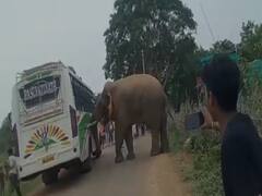Jamshedpur में उत्पात मचा रहा है 70 हाथियों का दल, कई घरों को किया ध्वस्त, यात्री बस का रोका रास्ता