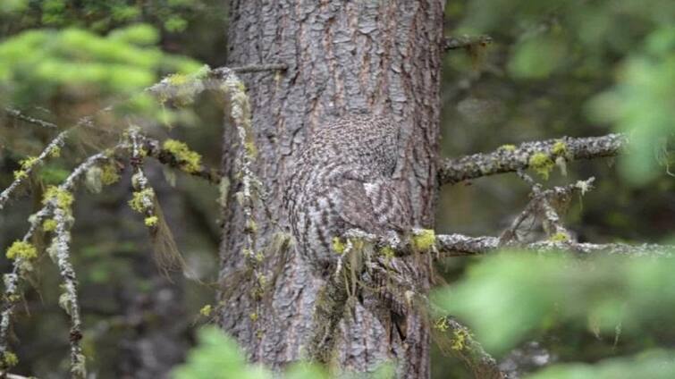 Optical Illusion: Can you spot the owl hiding in this image in less than 30 seconds Optical Illusion: ৩০ সেকেন্ডের চ্যালেঞ্জ! ছবিতে লুকিয়ে থাকা পেঁচাটিকে খুঁজে বের করতে পারবেন?