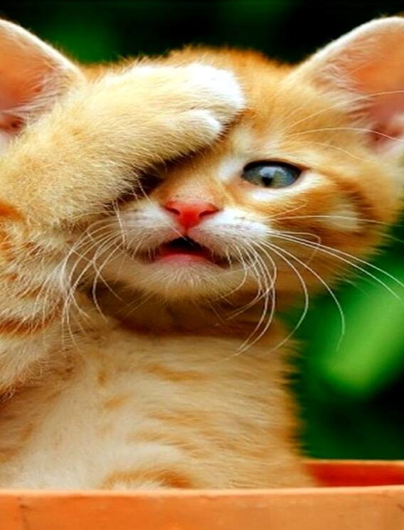 பூனைகளின் உலகம் பற்றி தெரிந்து கொள்வோமா?