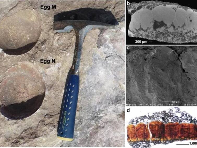 Abnormal Dinosaur Egg Discovered In Madhya Pradesh Padlya Village Know Its Connection With Crocodiles Birds ‘Abnormal’ Dinosaur Egg Discovered In Madhya Pradesh. Know Its Connection With Crocodiles, Birds