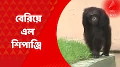 Alipore zoo chimpanzee আলিপুর চিড়িয়াখানায় এনক্লোজার টপকে বেরিয়ে এল শিপাঞ্জি, তারপর ?