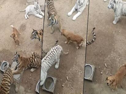 Dog walks courageously between tigers viral video shocks netizens Watch Video: ஓனரா இருந்தா ஓரமா போ.. புலி கூட்டத்துக்குள் ஓடி விளையாடிய சுட்டி நாய்! வைரல் வீடியோ!!